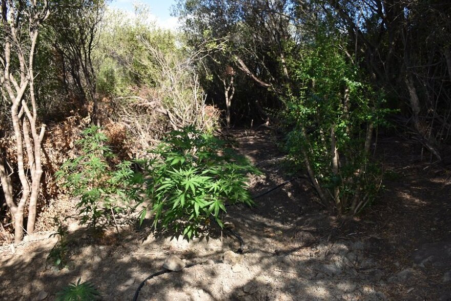 Φυτεία με 120 δενδρύλλια κάνναβης εντοπίστηκε στην Καλαμάτα 