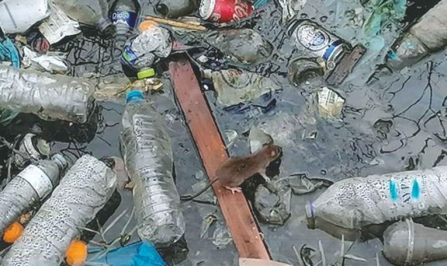 Σοκάρουν οι φωτογραφίες από τη Μόρια: Υγειονομική βόμβα με νεκρά ζώα, σκουπίδια και λύματα 