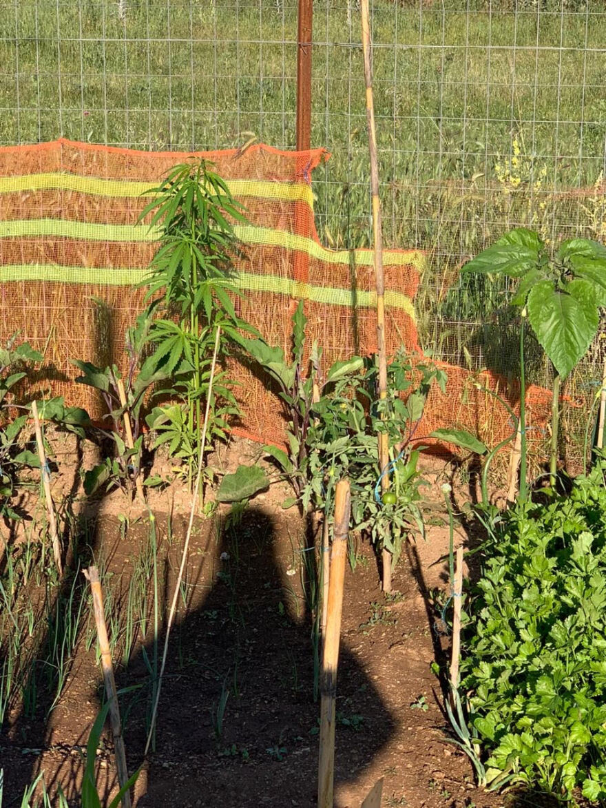 Χασισοφυτεία μέσα στη δομή μεταναστών στον Κατσικά Ιωαννίνων! - Δείτε φωτογραφίες