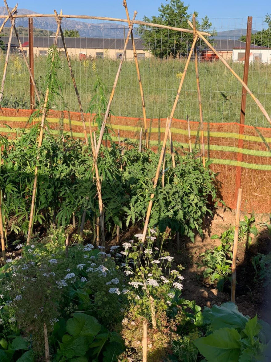 Χασισοφυτεία μέσα στη δομή μεταναστών στον Κατσικά Ιωαννίνων! - Δείτε φωτογραφίες