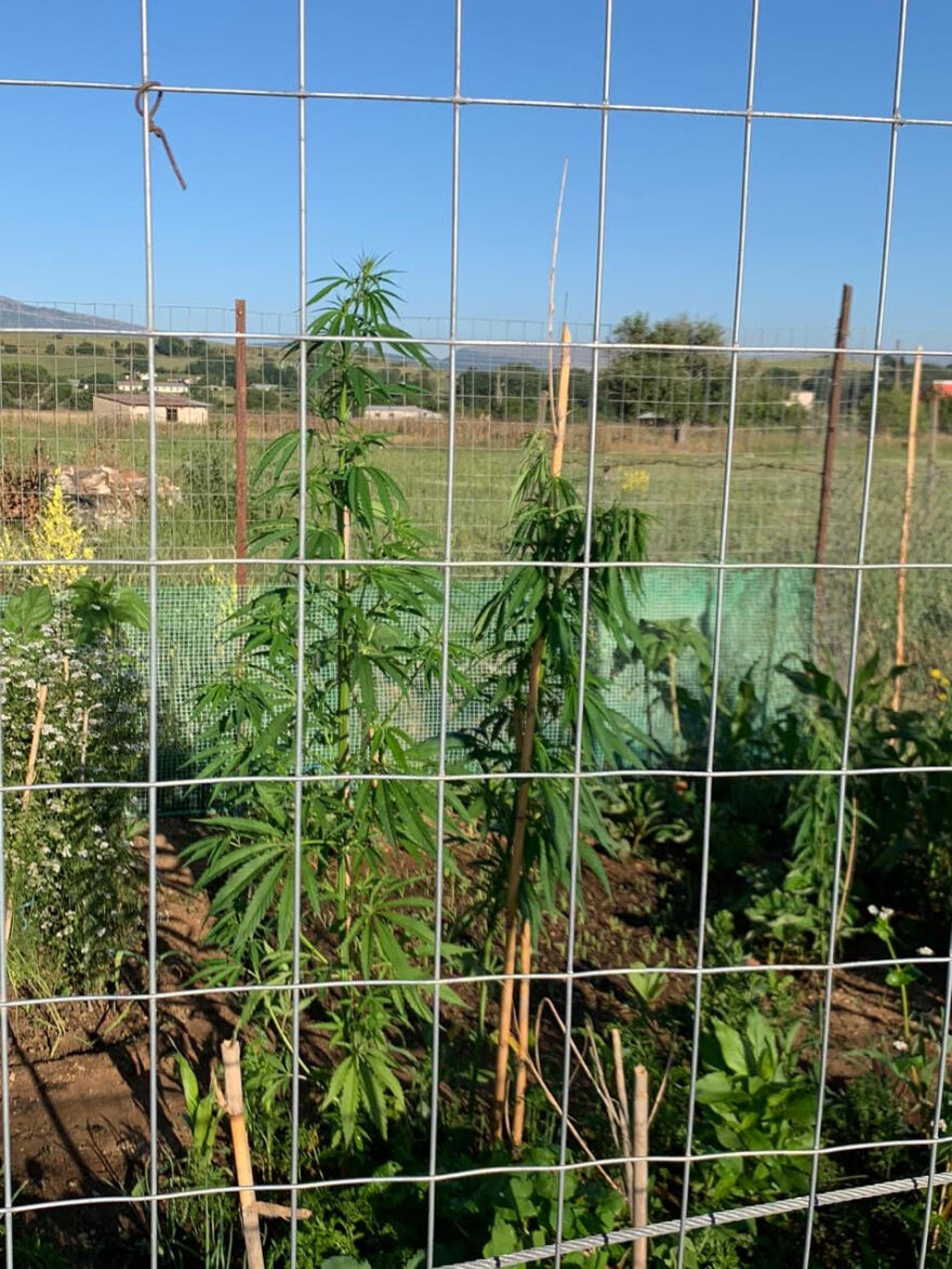 Χασισοφυτεία μέσα στη δομή μεταναστών στον Κατσικά Ιωαννίνων! - Δείτε φωτογραφίες