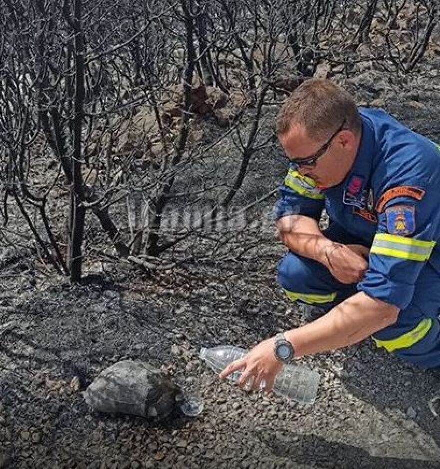 Φωτιά στο Μαρτίνο: Η στιγμή που πυροσβέστης δίνει νερό σε ταλαιπωρημένη χελώνα - Φωτογραφία