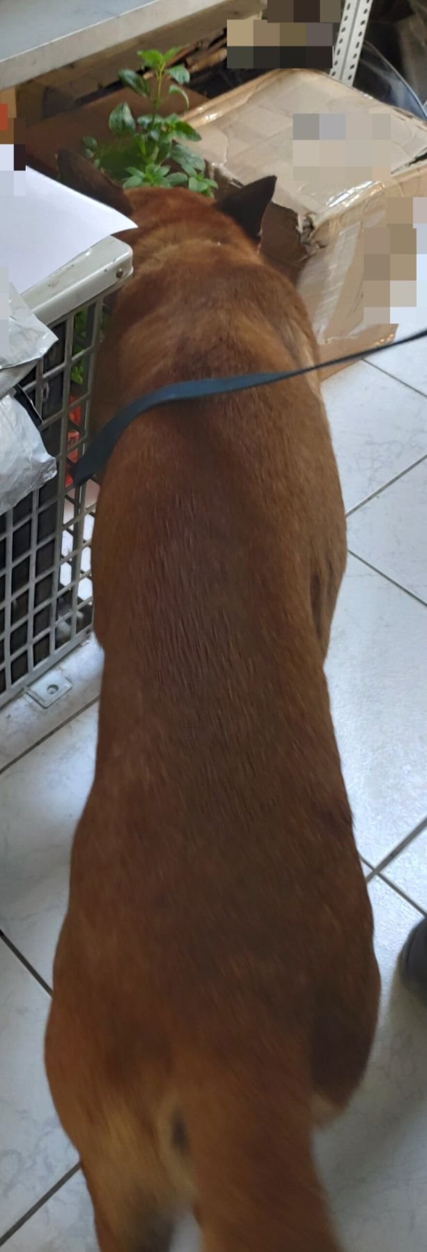 Ζευγάρι παρέλαβε δέμα με κοκαΐνη στη Σάμο