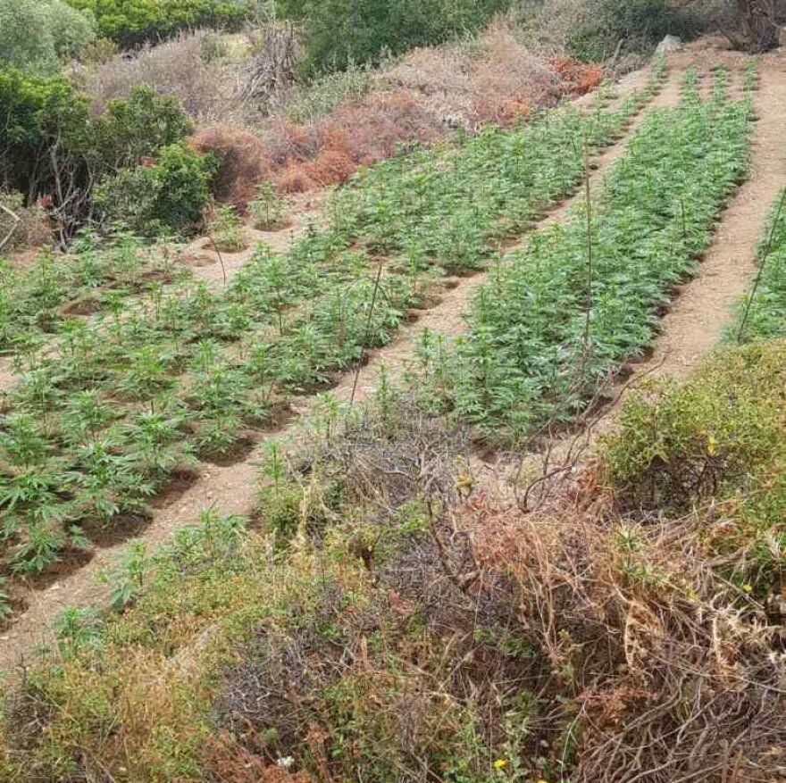 Χανιά: Μεγάλη επιχείρηση της ΕΛΑΣ - Εντοπίστηκαν δύο φυτείες με 3.000 δενδρύλλια κάνναβης