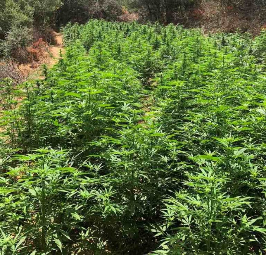 Χανιά: Μεγάλη επιχείρηση της ΕΛΑΣ - Εντοπίστηκαν δύο φυτείες με 3.000 δενδρύλλια κάνναβης