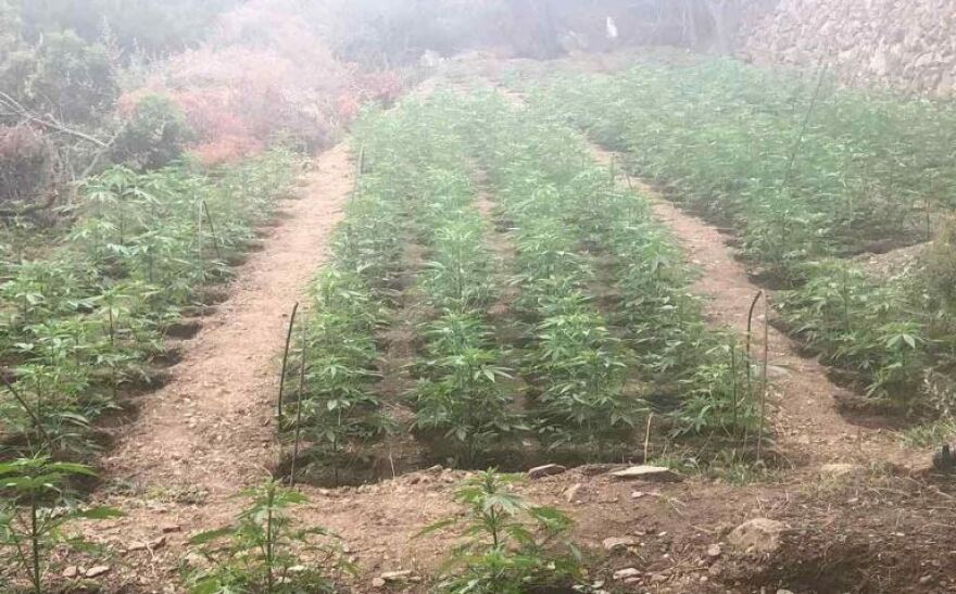Χανιά: Μεγάλη επιχείρηση της ΕΛΑΣ - Εντοπίστηκαν δύο φυτείες με 3.000 δενδρύλλια κάνναβης