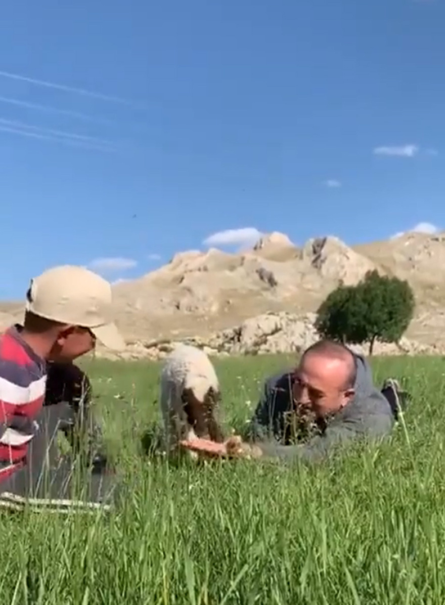 Τσαβούσογλου: Ο «λύκος» στην... Αλάνια φυλάει πρόβατα 