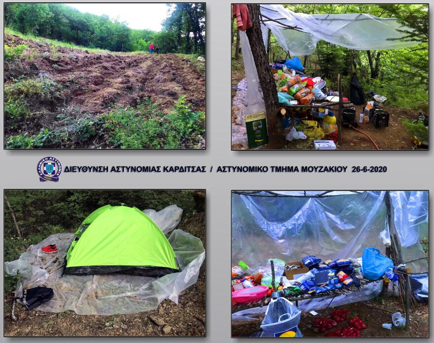 Έσπειραν χασισοφυτεία σε... πλαστικά ποτηράκια στην Καρδίτσα!