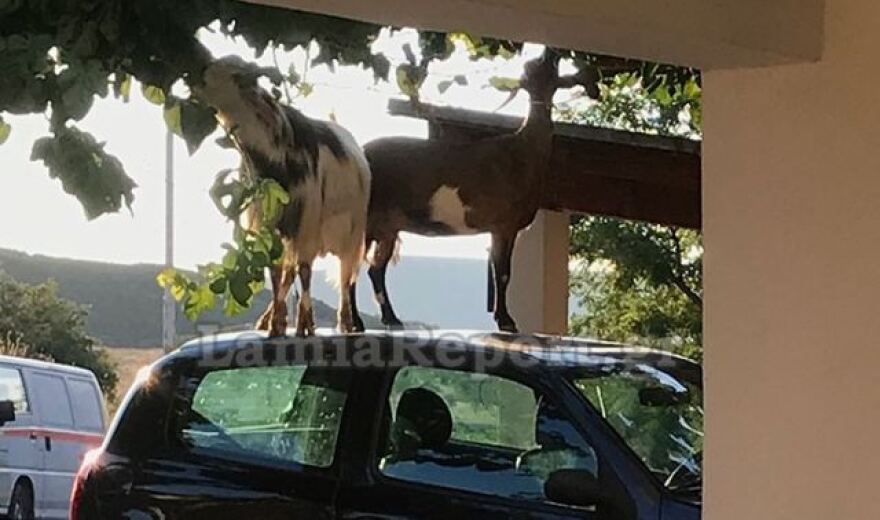 Λαμία: Ο απίθανος τρόπος με τον οποίο οι κατσίκες κατάφεραν να φτάσουν τη μουριά - Φωτογραφίες 