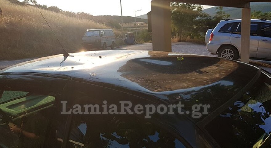 Λαμία: Ο απίθανος τρόπος με τον οποίο οι κατσίκες κατάφεραν να φτάσουν τη μουριά - Φωτογραφίες 