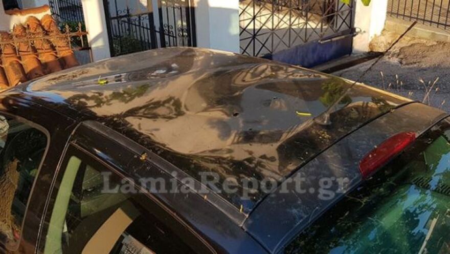 Λαμία: Ο απίθανος τρόπος με τον οποίο οι κατσίκες κατάφεραν να φτάσουν τη μουριά - Φωτογραφίες 