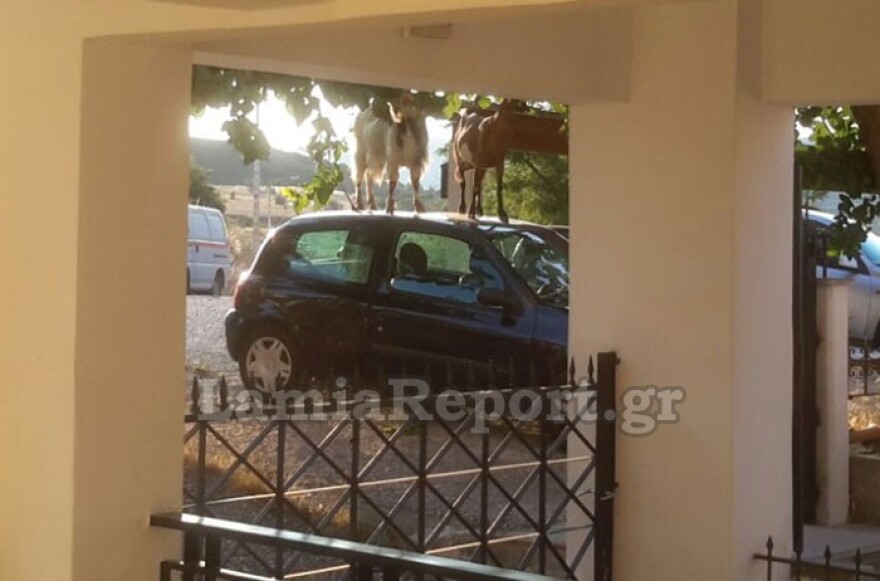 Λαμία: Ο απίθανος τρόπος με τον οποίο οι κατσίκες κατάφεραν να φτάσουν τη μουριά - Φωτογραφίες 