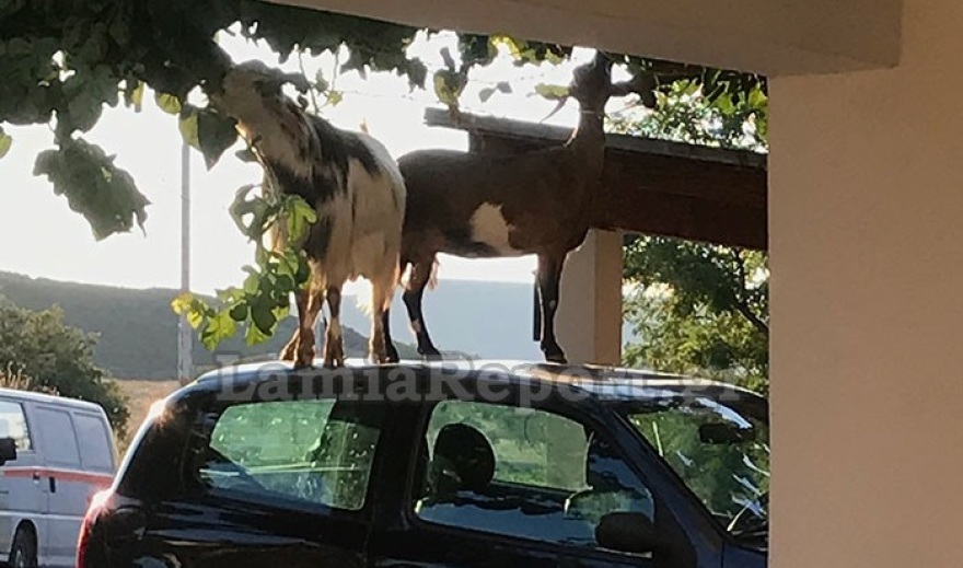 Λαμία: Ο απίθανος τρόπος με τον οποίο οι κατσίκες κατάφεραν να φτάσουν τη μουριά - Φωτογραφίες 