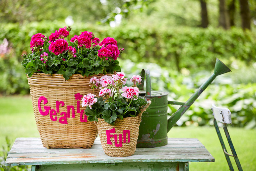 DIY κατασκευές με γεράνια σε γλάστρες