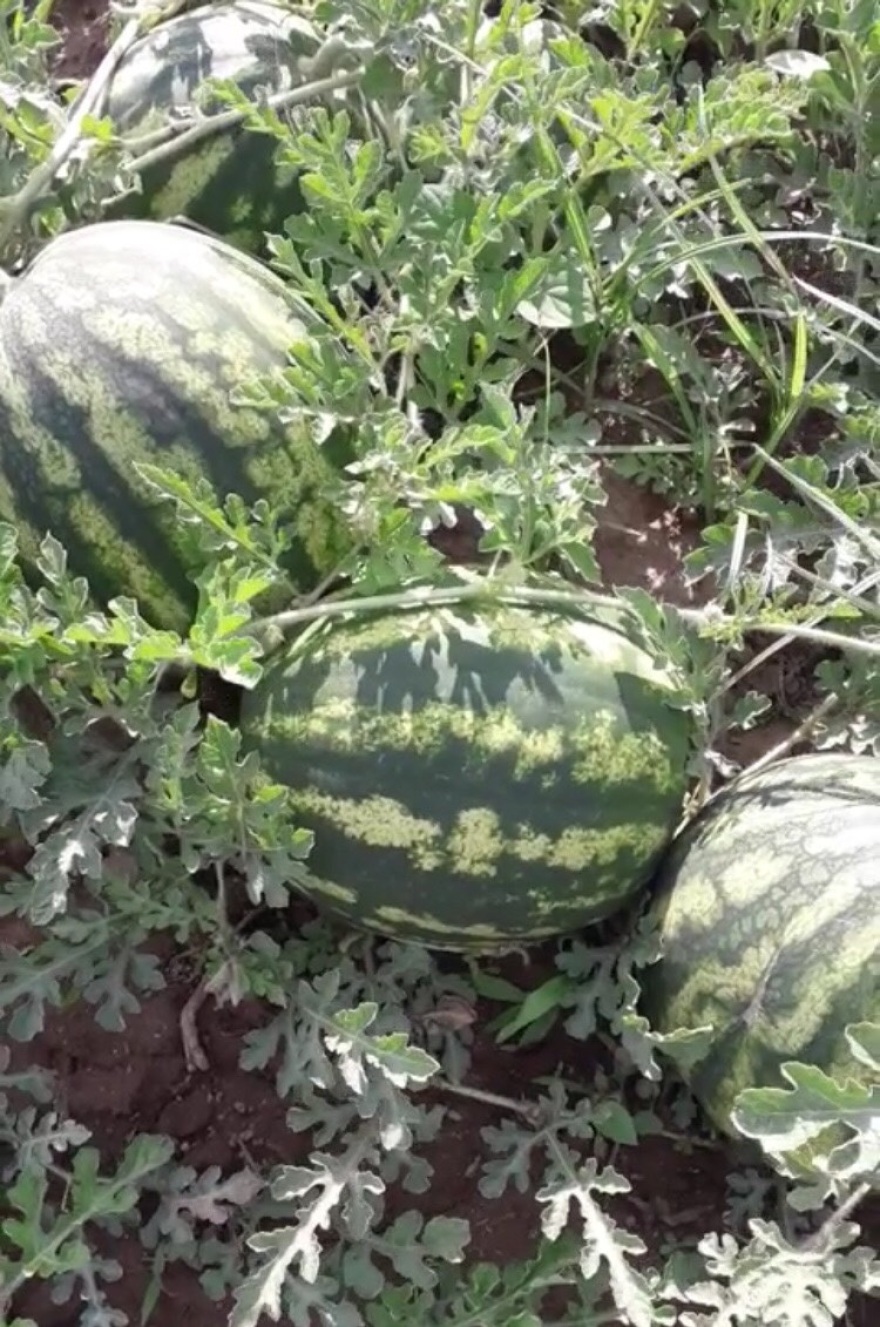 Κιλκίς: Καρπούζια μεγαλώνουν με... Μότσαρτ και Μπετόβεν στο Νέο Αγιονέρι