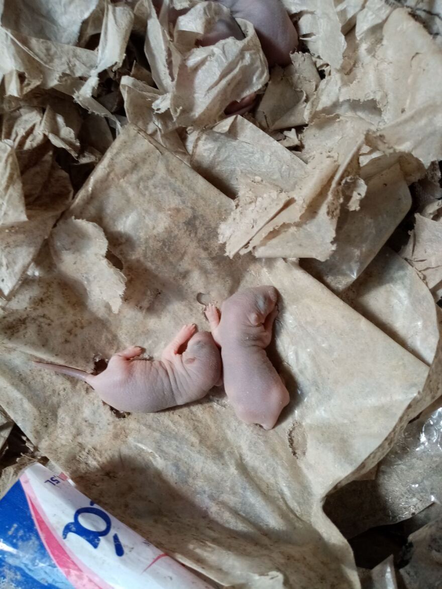 Ποντίκια και φίδια «ζώνουν» την ΒΙΑΛ - Δείτε απίστευτα βίντεο