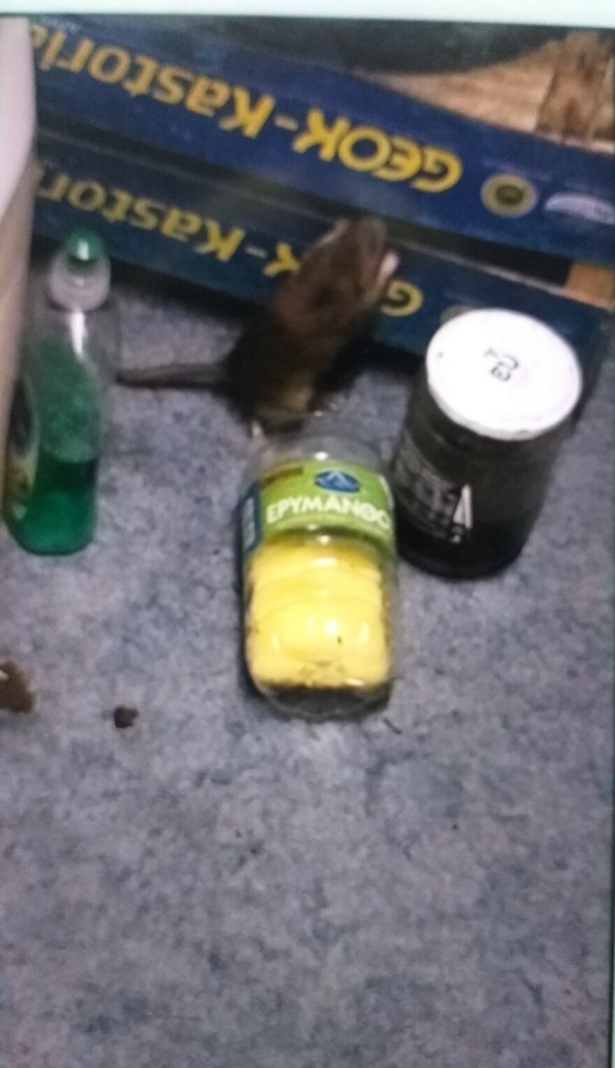 Ποντίκια και φίδια «ζώνουν» την ΒΙΑΛ - Δείτε απίστευτα βίντεο