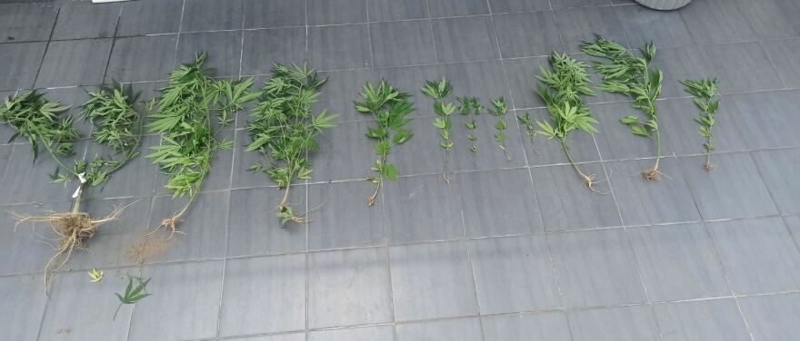 Ναρκωτικά σε Δράμα και Έδεσσα: Συλλήψεις για μίνι χασισοφυτείες