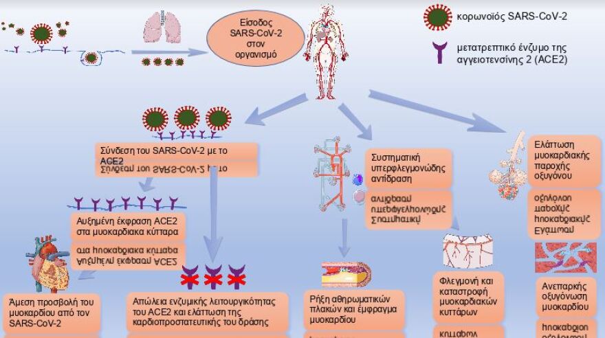 Κορωνοϊός: Η κομβική σημασία του καρδιαγγειακού συστήματος στην πρόγνωση της νόσου