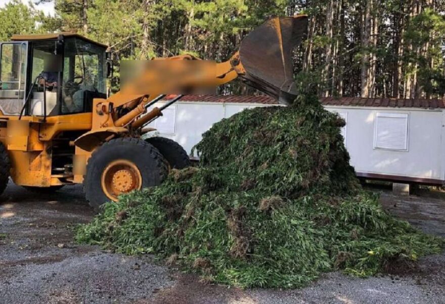 Χασισοφυτεία «μαμούθ» με... 14.000 δενδρύλλια εντόπισε η αστυνομία στα Γρεβενά