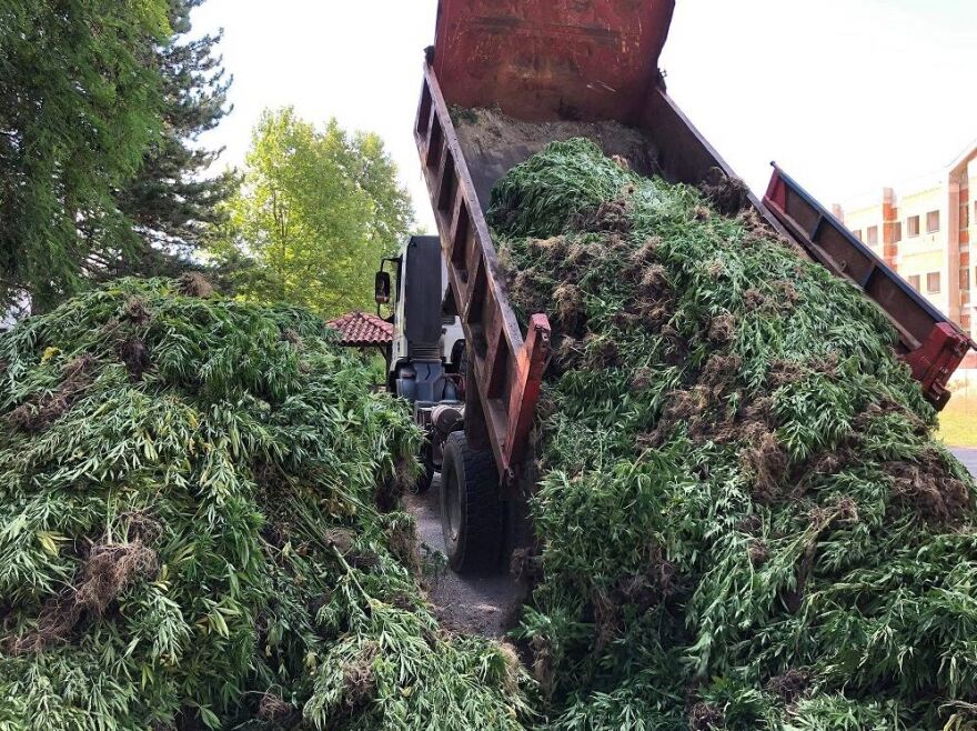 Χασισοφυτεία «μαμούθ» με... 14.000 δενδρύλλια εντόπισε η αστυνομία στα Γρεβενά