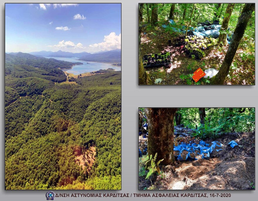 Πάνω από 1.000 δενδρύλλια κάνναβης στη λίμνη Πλαστήρα!