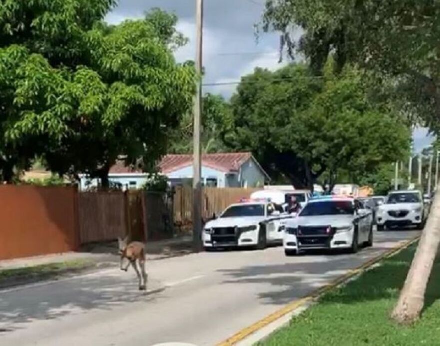 Φλόριντα: Πανικό σκόρπισε καγκουρό που σεργιάνιζε ελεύθερο στους δρόμους του Φορτ Λοντερντέιλ