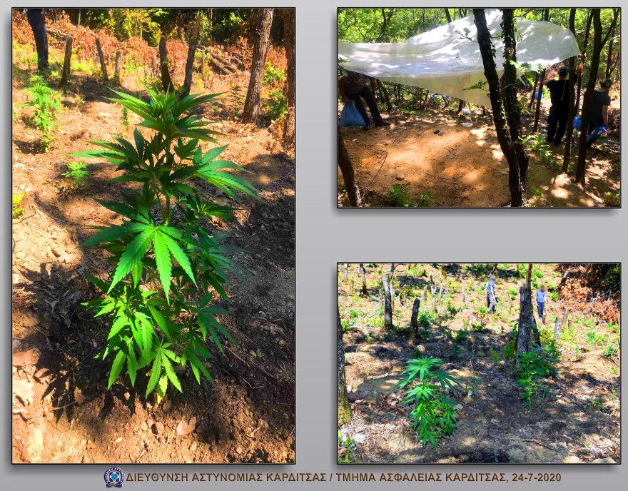 Φυτεία με 431 δενδρύλλια κάνναβης εντοπίστηκε σε περιοχή της Λίμνης Πλαστήρα