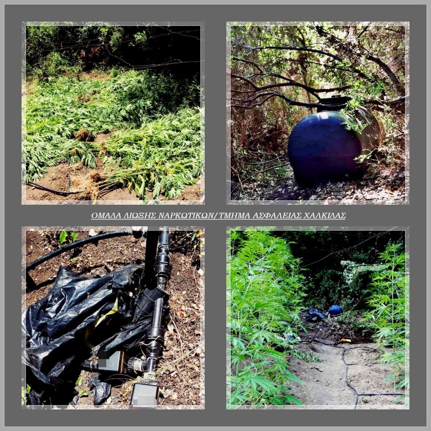 Εύβοια: Αμετανόητος έστησε οργανωμένη χασισοφυτεία