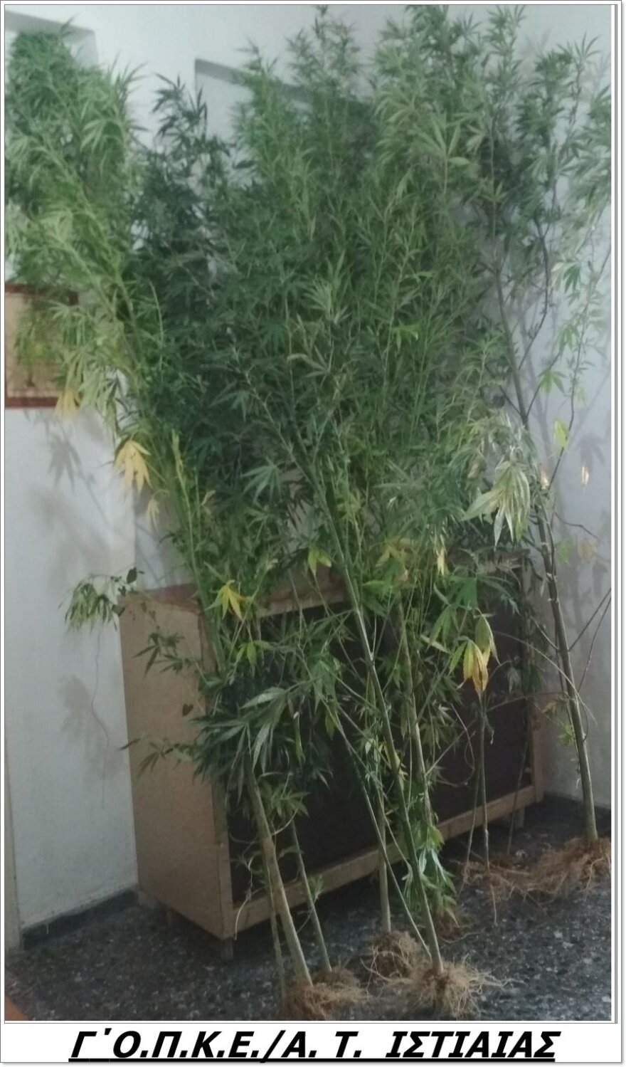 Ιστιαία: «Ορφανή» φυτεία με γιγάντια χασισόδεντρα