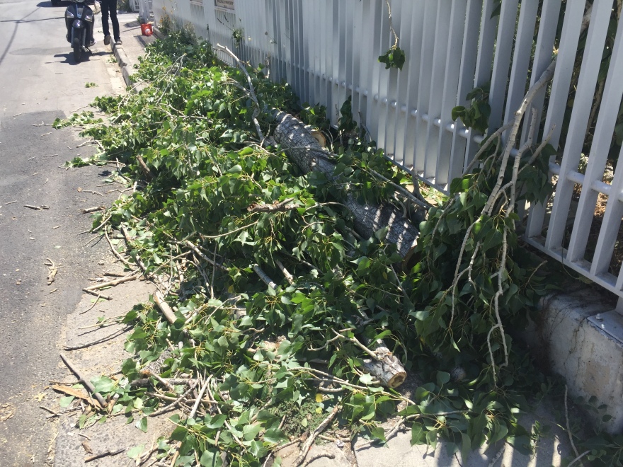 Δέντρο πλάκωσε αυτοκίνητο στο Μαρούσι εξαιτίας των ισχυρών ανέμων 