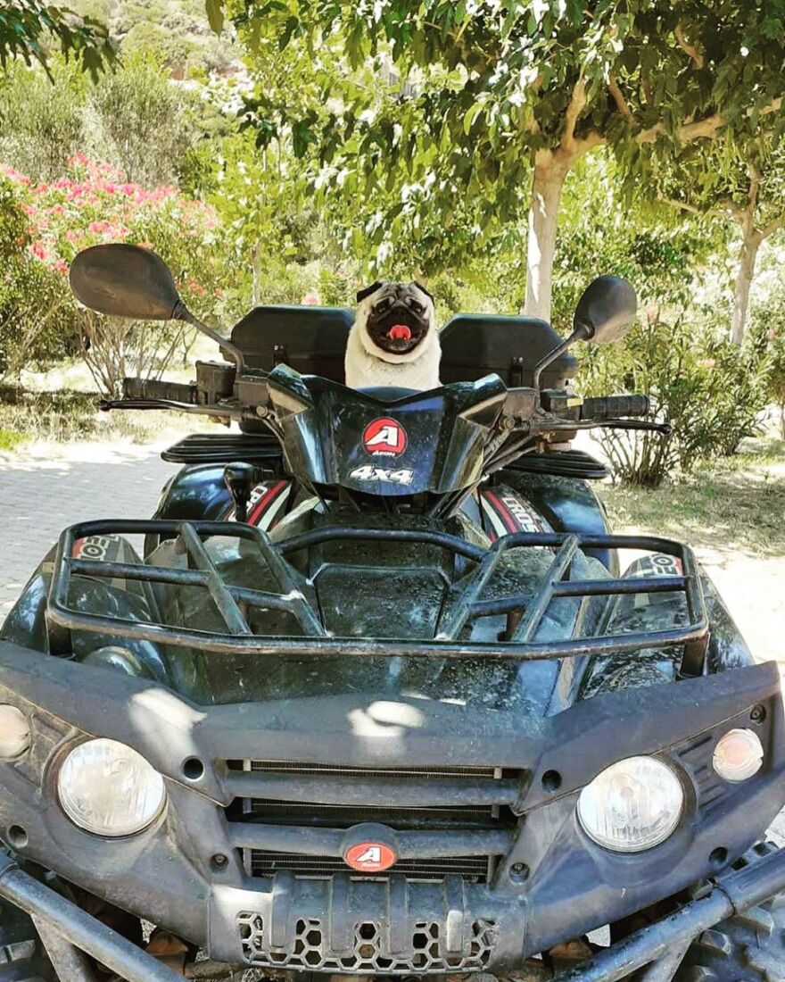 Ελένη Μενεγάκη: Έψαχνε τον σκύλο της και τον βρήκε στη... γουρούνα - Δείτε φωτογραφία