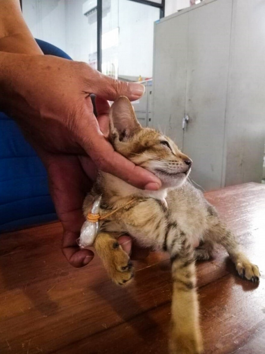 Γάτα «βαποράκι» ναρκωτικών απέδρασε από φυλακή της Σρι Λάνκα