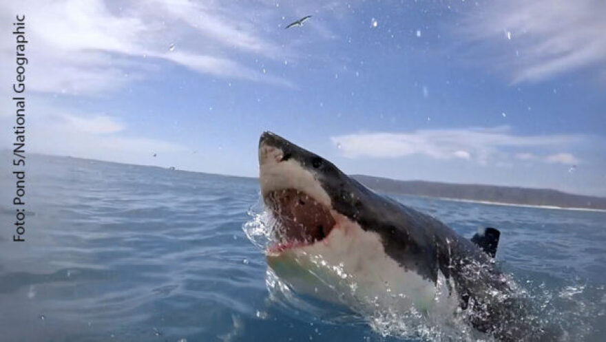 Ο Κρις Χέμσγουορθ κολυμπάει με καρχαρίες για το National Geographic 