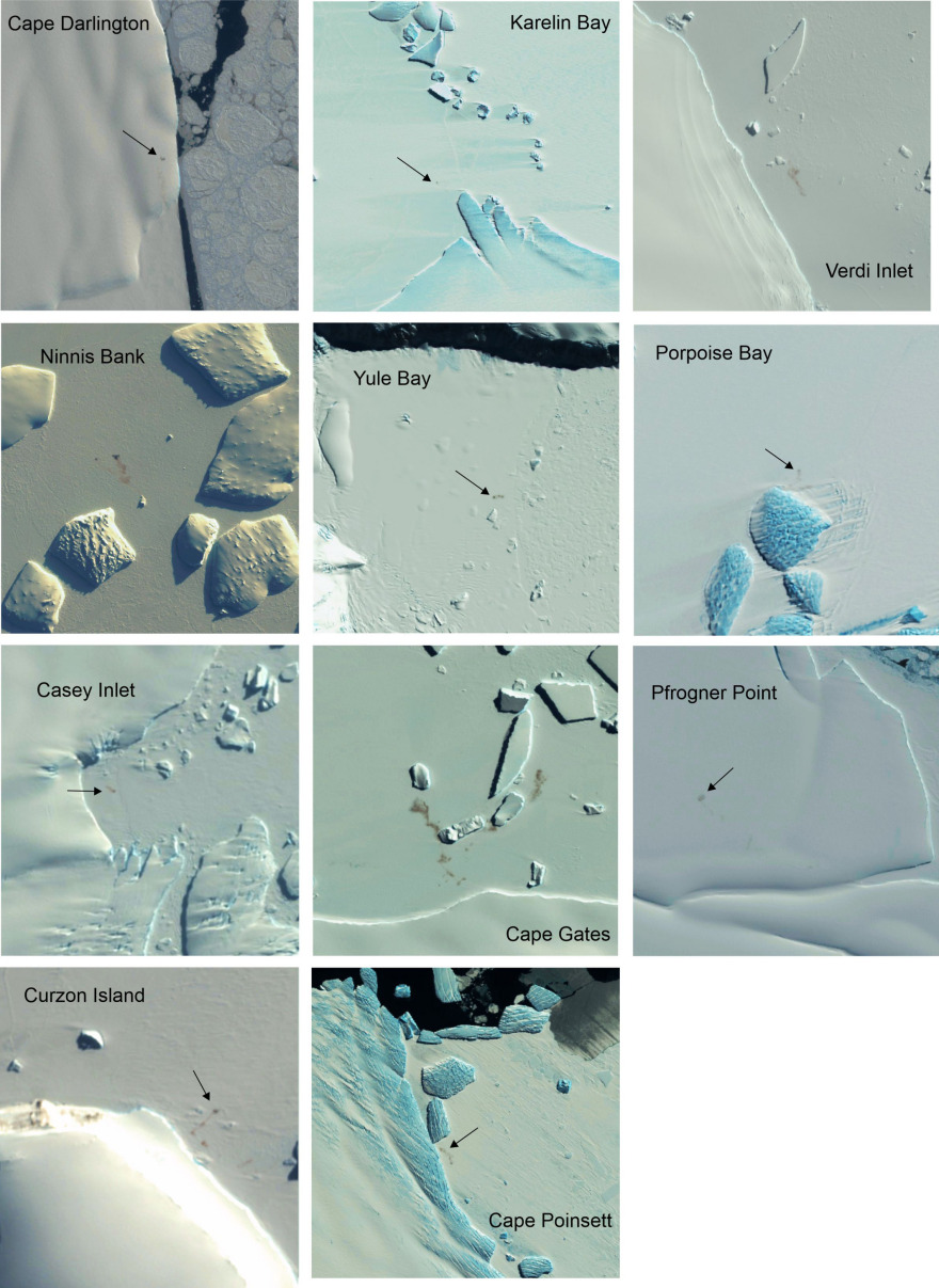 Ανταρκτική: Δορυφόρος ανίχνευσε νέες αποικίες πιγκουίνων από τα... περιττώματα που αφήνουν στους πάγους!