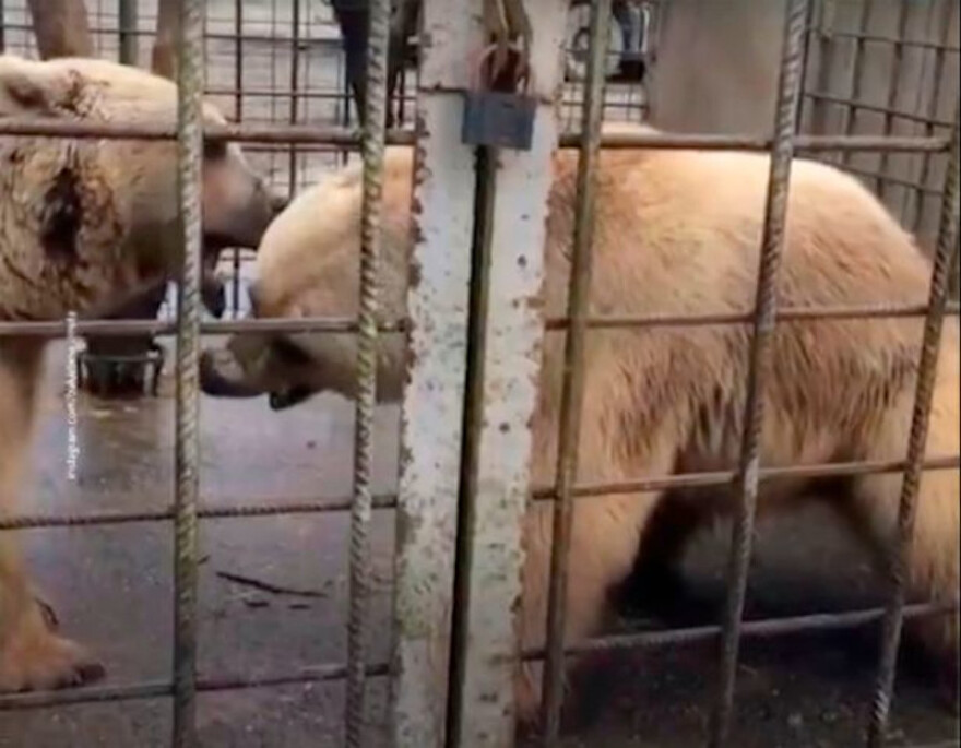 Τραγικός θάνατος για 11χρονο στη Ρωσία: Τον κατασπάραξαν αρκούδες μπροστά σε δύο φίλες του