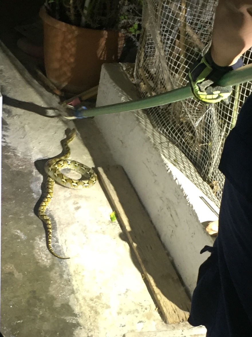 Ηράκλειο: Διακοπές στην... πόλη για φίδι 2 μέτρων