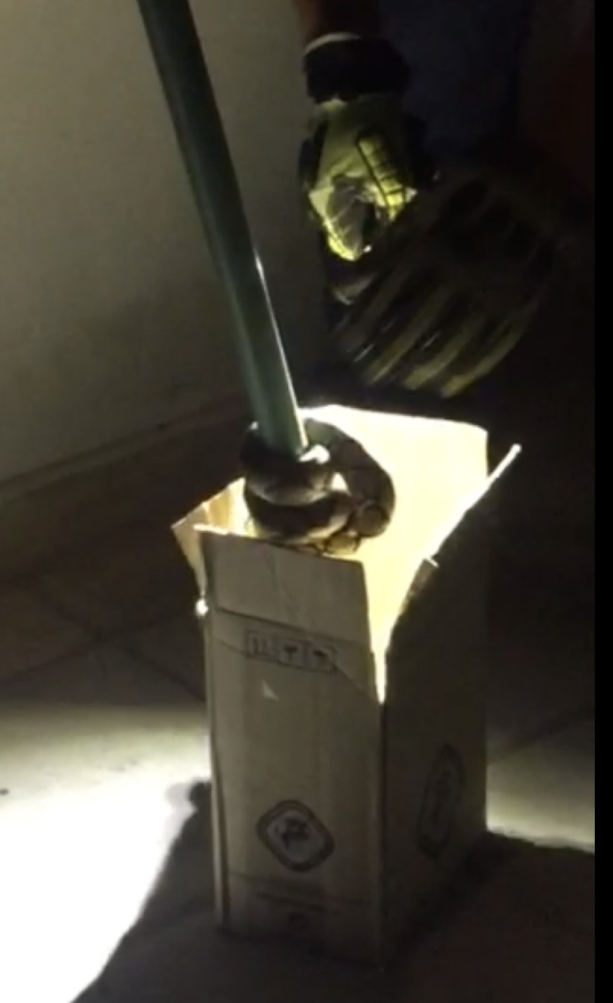 Ηράκλειο: Διακοπές στην... πόλη για φίδι 2 μέτρων