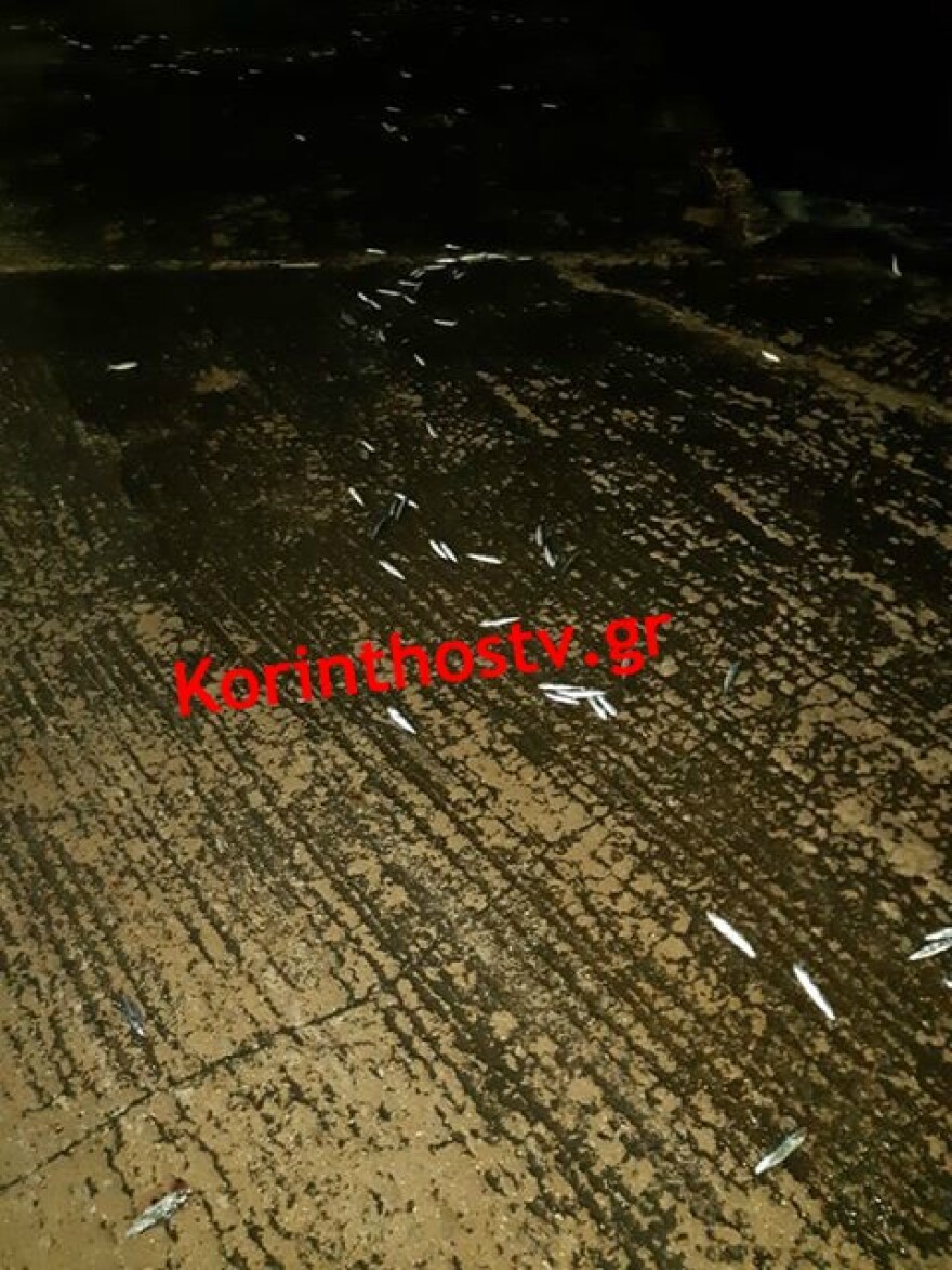 Κακοκαιρία - Εύβοια: Απίστευτες εικόνες στη Χαλκίδα με εκατοντάδες νεκρά πουλιά στην παραλία 