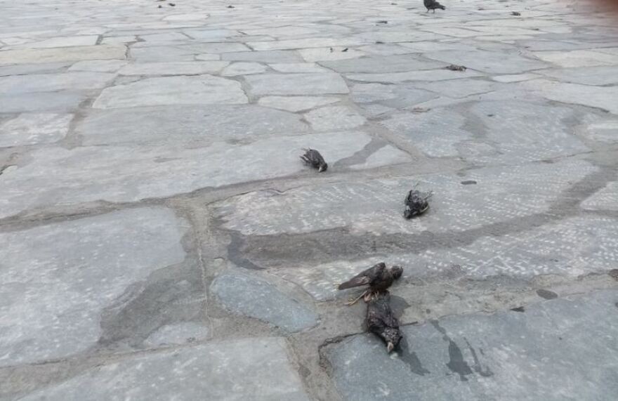 Κακοκαιρία - Εύβοια: Απίστευτες εικόνες στη Χαλκίδα με εκατοντάδες νεκρά πουλιά στην παραλία 