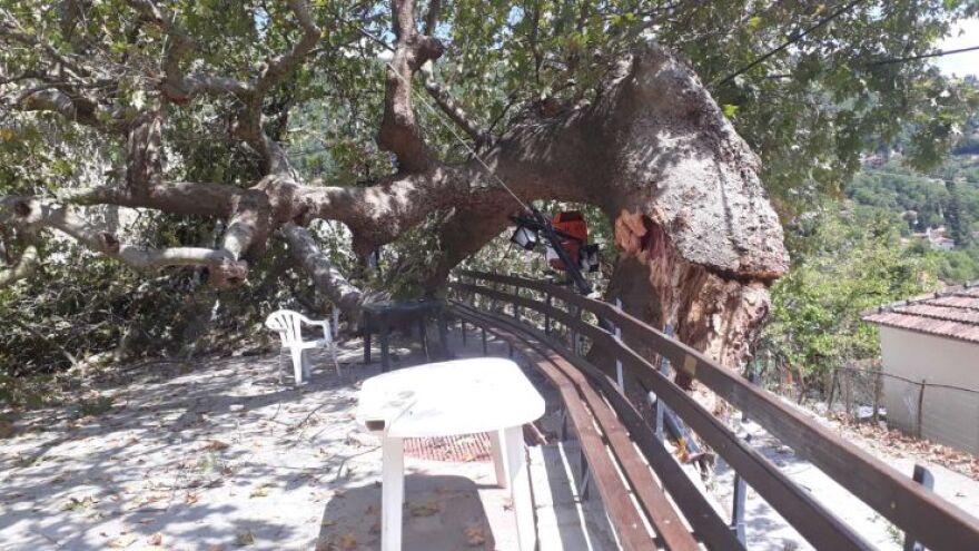 Φθιώτιδα: Τεράστιος πλάτανος κατέρρευσε στην πλατεία χωριού