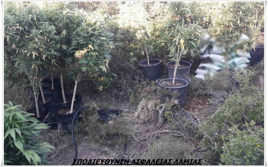 Αδέλφια ήταν οργανωμένοι χασισοκαλλιεργητές στην Αταλάντη