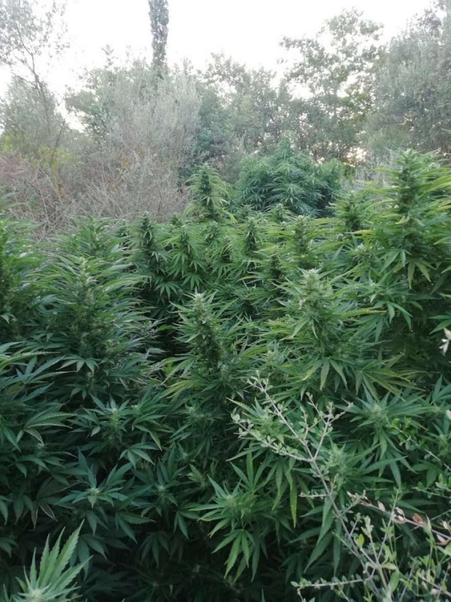 Κρήτη: Μίνι χασισόδασος ανακάλυψε η ΕΛ.ΑΣ. στον Μυλοπόταμο