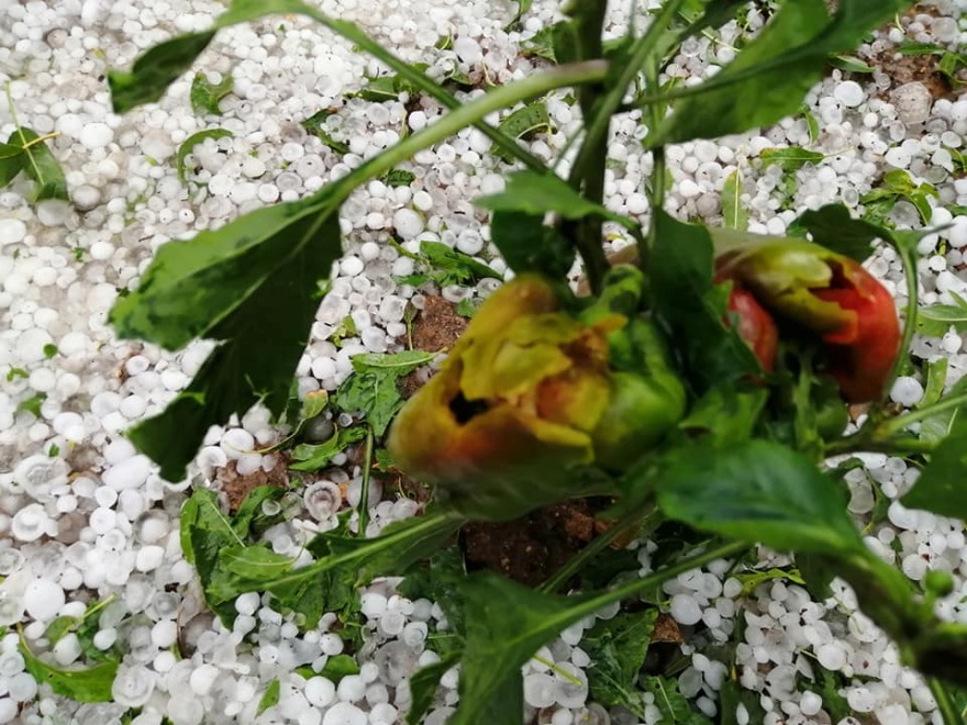 Καιρός: Χαλάζι σαν... χιόνι έπεσε έξω από την Κοζάνη - Δείτε βίντεο