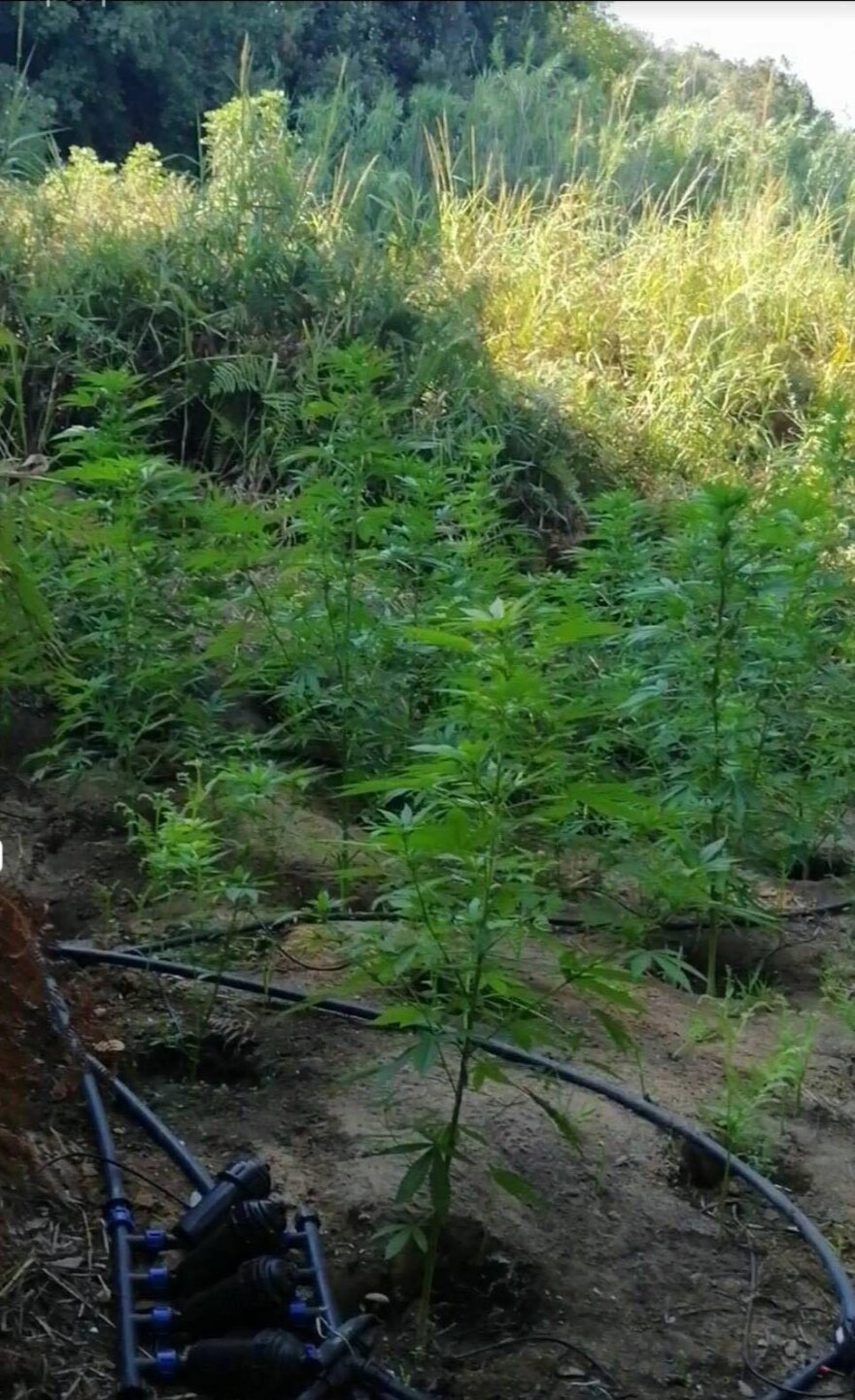 Εντόπισαν δυο φυτείες με 382 δενδρύλλια σε Φωκίδα και Μεσσηνία