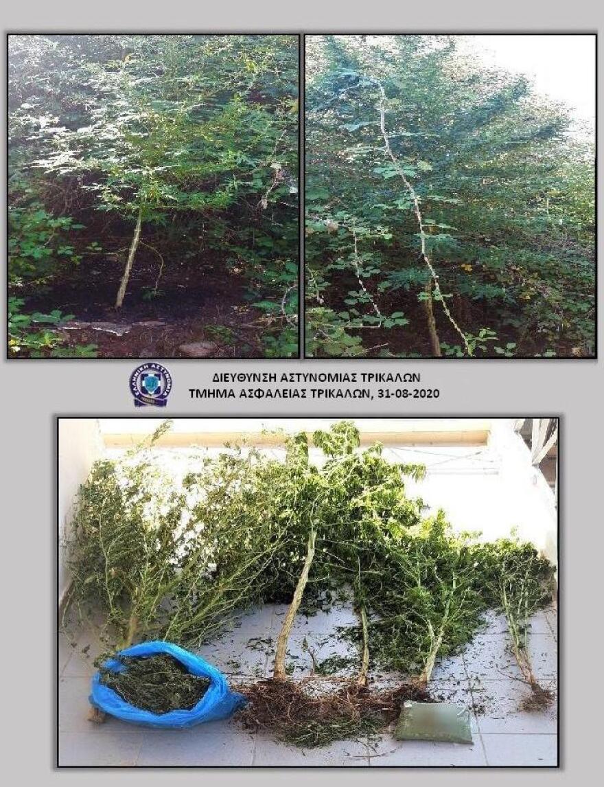 Τρίκαλα: Ο σκύλος εντόπισε δίπλα σε κανάλι δενδρύλλια και ένα κιλό κάνναβης