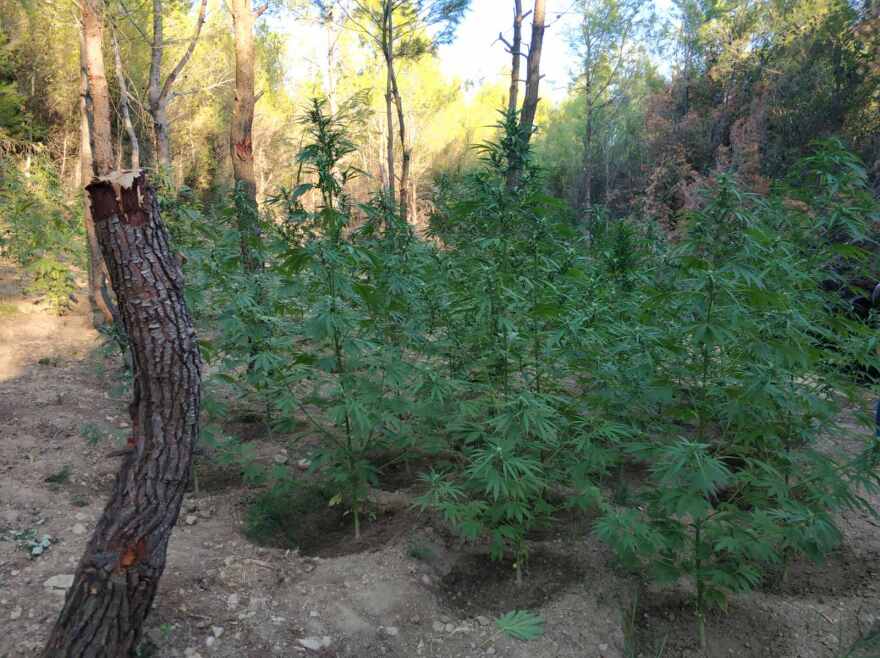 Ωρωπός: Το ελικόπτερο ανακάλυψε δενδρύλλια κάνναβης 2 μέτρων σε δάσος - Δείτε φωτογραφίες