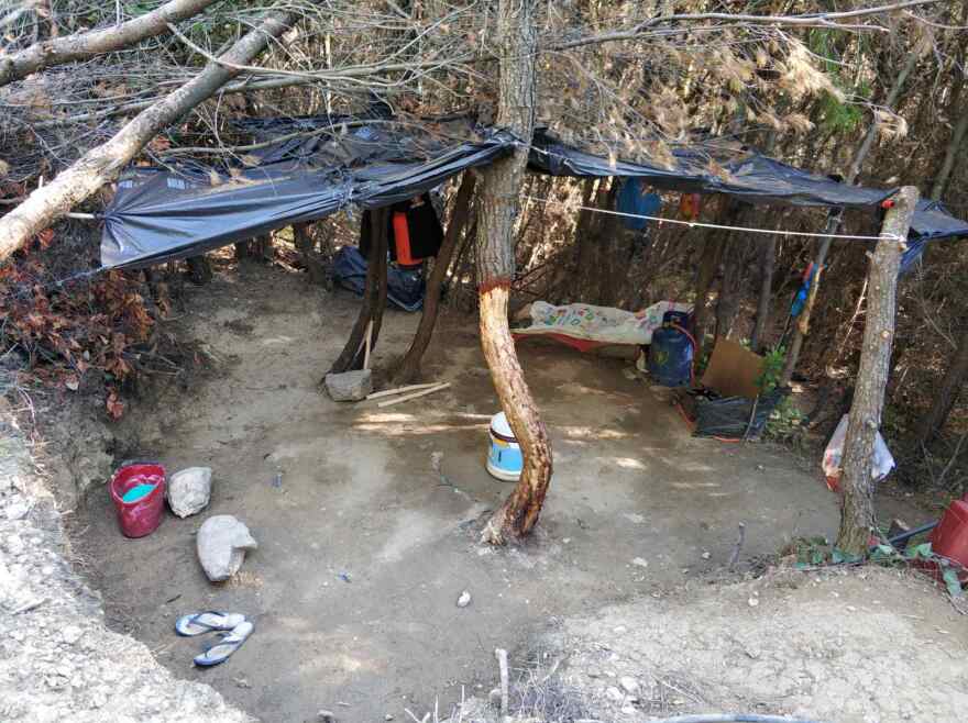 Ωρωπός: Το ελικόπτερο ανακάλυψε δενδρύλλια κάνναβης 2 μέτρων σε δάσος - Δείτε φωτογραφίες