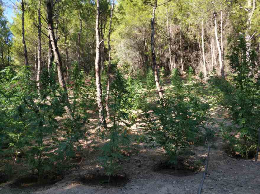 Ωρωπός: Το ελικόπτερο ανακάλυψε δενδρύλλια κάνναβης 2 μέτρων σε δάσος - Δείτε φωτογραφίες