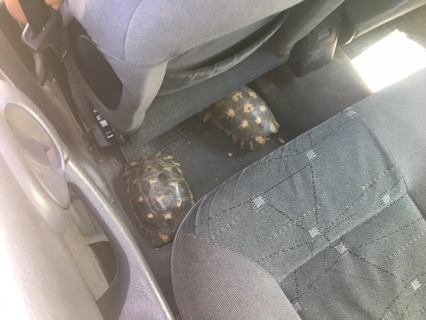 Μπαράζ πυρκαγιών στην Αττική: Ανησυχία για τις αναζωπυρώσεις - Έρευνες για εμπρησμούς σε Κερατέα και Λαυρεωτική